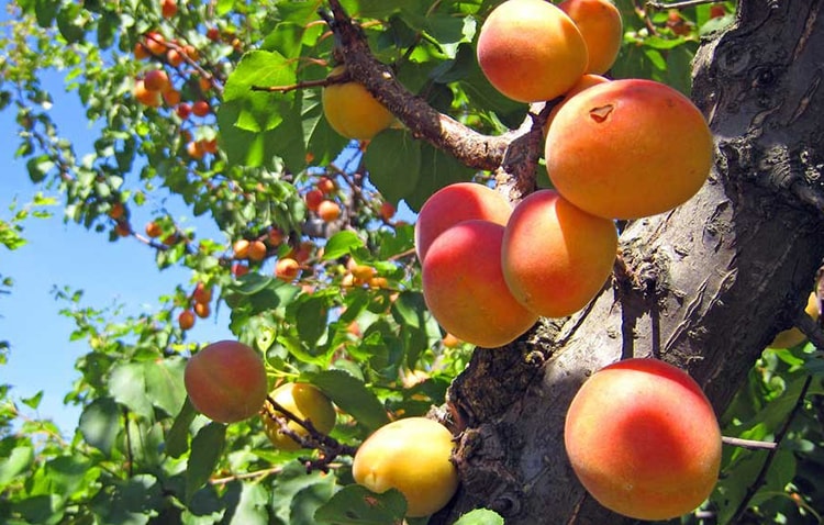 Good Health With Vegetable Juices